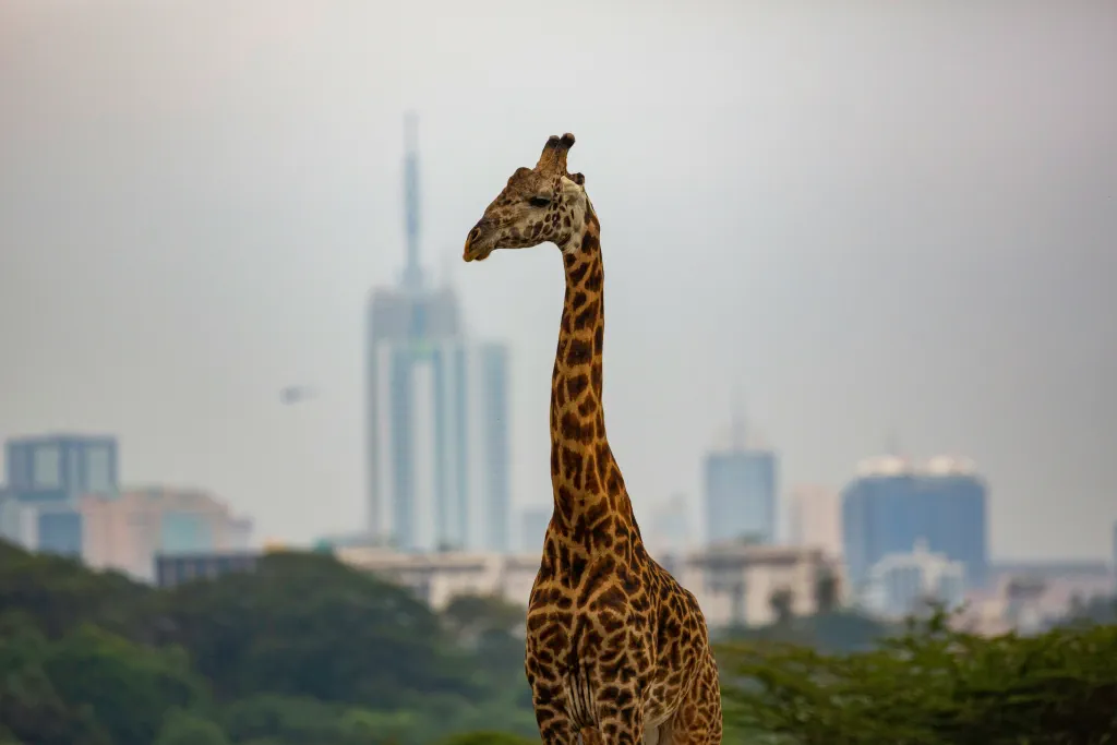 Kenya background